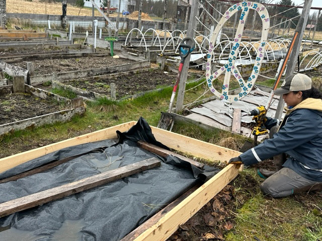 Natalie puts together a new garden box with wood she helped mill on our sawmill. Natalie puts together a new garden box with wood she helped mill on our sawmill.